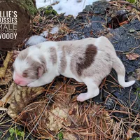 Woody , a male Miniature Australian Shepherd for sale in Kettle Falls, WA – Photo 4 of 4