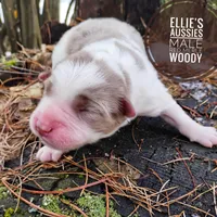 Woody , a male Miniature Australian Shepherd for sale in Kettle Falls, WA – Photo 1 of 4