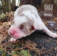 Woody , a male Miniature Australian Shepherd for sale in Kettle Falls, WA – Photo 1 of 4