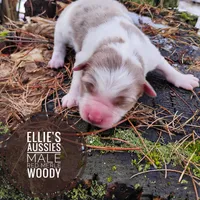 Woody , a male Miniature Australian Shepherd for sale in Kettle Falls, WA – Photo 2 of 4