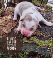 Woody , a male Miniature Australian Shepherd for sale in Kettle Falls, WA – Photo 2 of 4