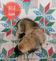 Hank, a male English Mastiff for sale in Kettle Falls, WA – 3 of 8