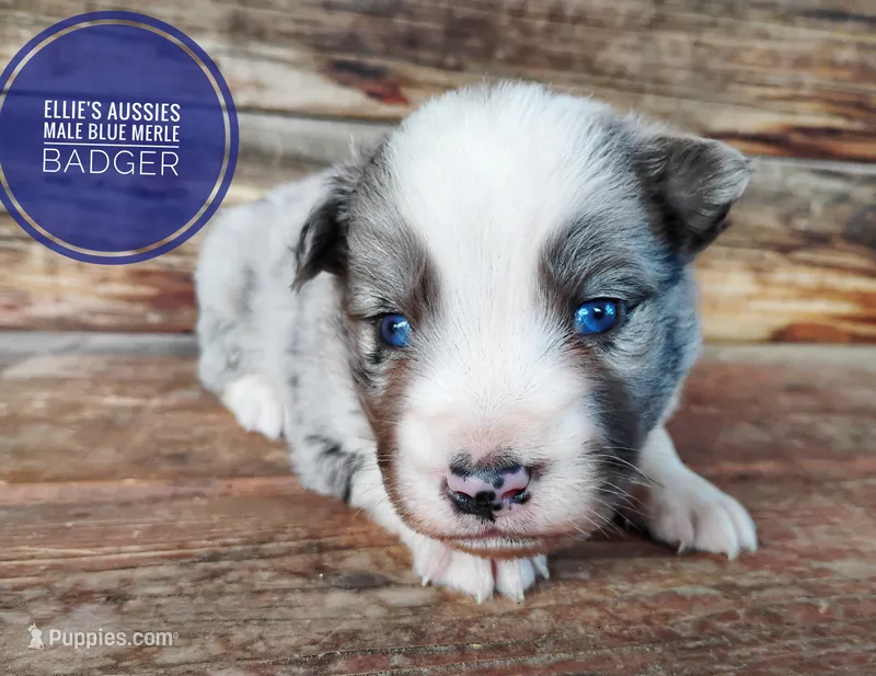 Badger  – Miniature Australian Shepherd puppy for sale in Kettle Falls, WA