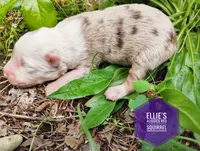 Squirrel , a female Miniature Australian Shepherd for sale in Kettle Falls, WA – 5 of 7