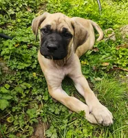 Sheila , a  English Mastiff for sale in Kettle Falls, WA – 3 of 10
