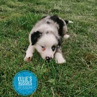 Possum , a male Miniature Australian Shepherd for sale in Kettle Falls, WA – 3 of 10