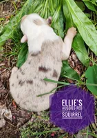 Squirrel , a female Miniature Australian Shepherd for sale in Kettle Falls, WA – 6 of 7