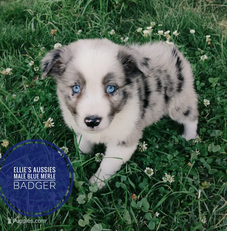 Badger  – Miniature Australian Shepherd puppy for sale in Kettle Falls, WA