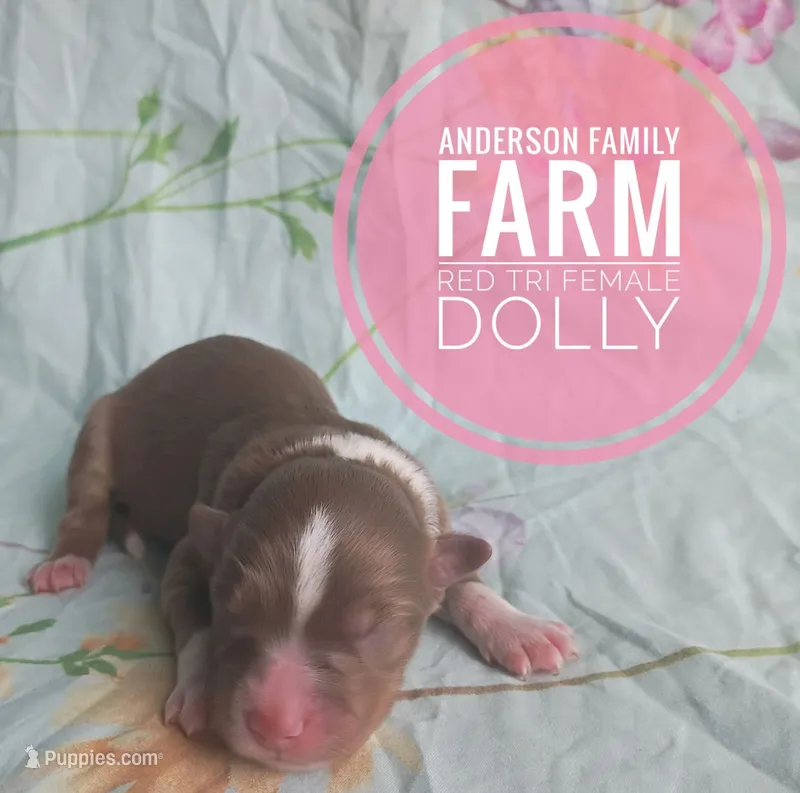 Dolly – Miniature Australian Shepherd puppy for sale in Kettle Falls, WA