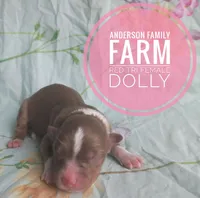 Dolly, a female Miniature Australian Shepherd for sale in Kettle Falls, WA – 1 of 3