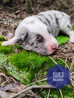 Badger , a male Miniature Australian Shepherd for sale in Kettle Falls, WA – 5 of 6