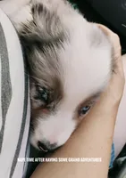 Badger , a male Miniature Australian Shepherd for sale in Kettle Falls, WA – 4 of 10