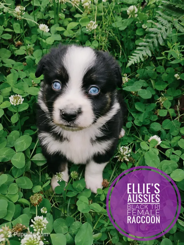 Raccoon – Miniature Australian Shepherd puppy for sale in Kettle Falls, WA