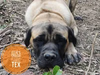 Sheila , a  English Mastiff for sale in Kettle Falls, WA – 8 of 10