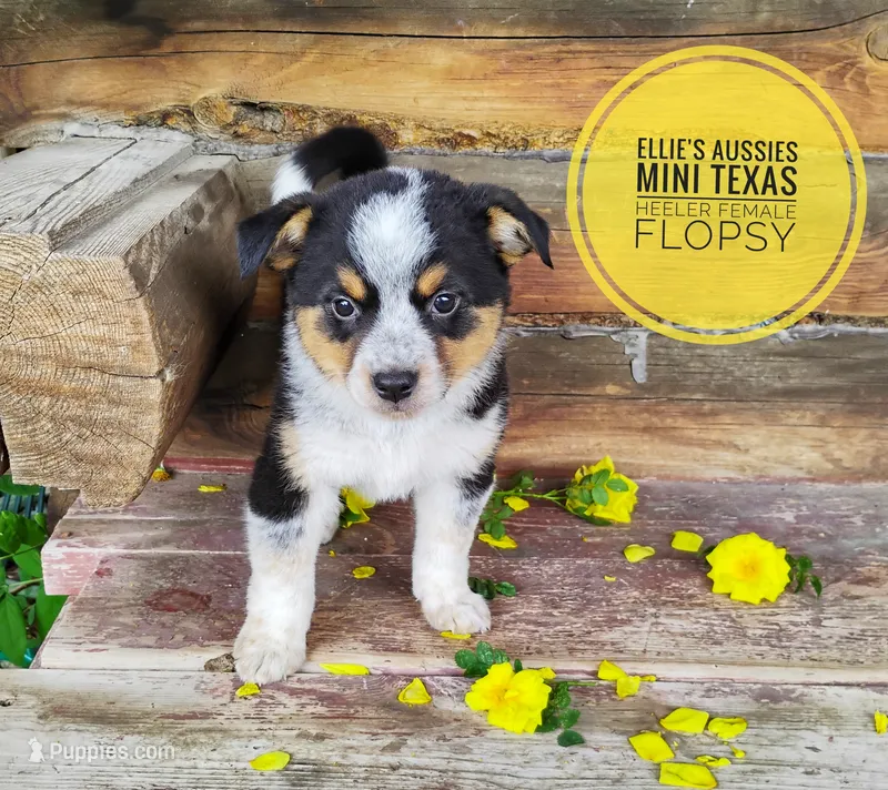 Flopsy  – Australian Cattle Dog, Miniature Australian Shepherd puppy for sale in Kettle Falls, WA