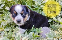 Flopsy , a female Australian Cattle Dog and Miniature Australian Shepherd for sale in Kettle Falls, WA – 3 of 7