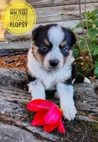 Flopsy , a female Australian Cattle Dog and Miniature Australian Shepherd for sale in Kettle Falls, WA – 7 of 7