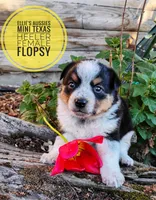 Flopsy , a female Australian Cattle Dog and Miniature Australian Shepherd for sale in Kettle Falls, WA – 4 of 7