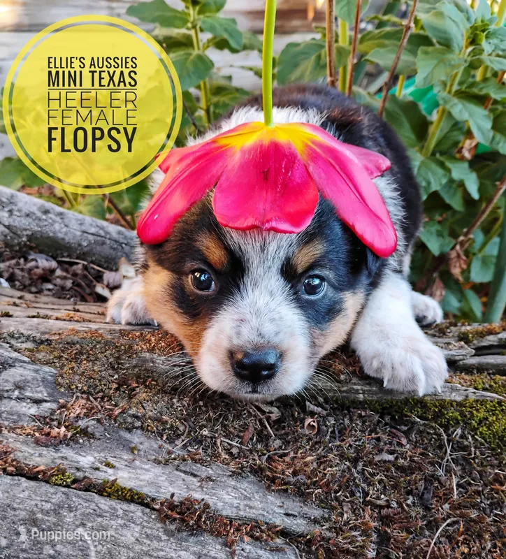 Flopsy  – Australian Cattle Dog, Miniature Australian Shepherd puppy for sale in Kettle Falls, WA