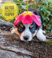 Flopsy , a female Australian Cattle Dog and Miniature Australian Shepherd for sale in Kettle Falls, WA – 1 of 7