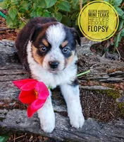 Flopsy , a female Australian Cattle Dog and Miniature Australian Shepherd for sale in Kettle Falls, WA – 6 of 7