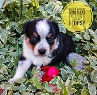 Flopsy , a female Australian Cattle Dog and Miniature Australian Shepherd for sale in Kettle Falls, WA – 2 of 7