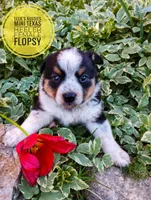 Flopsy , a female Australian Cattle Dog and Miniature Australian Shepherd for sale in Kettle Falls, WA – 5 of 7