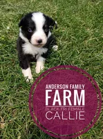 Callie, a female Miniature Australian Shepherd for sale in Kettle Falls, WA – 2 of 6