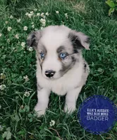 Badger , a male Miniature Australian Shepherd for sale in Kettle Falls, WA – 3 of 10