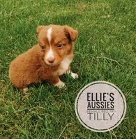 Tilly , a female Miniature Australian Shepherd for sale in Kettle Falls, WA – 5 of 5