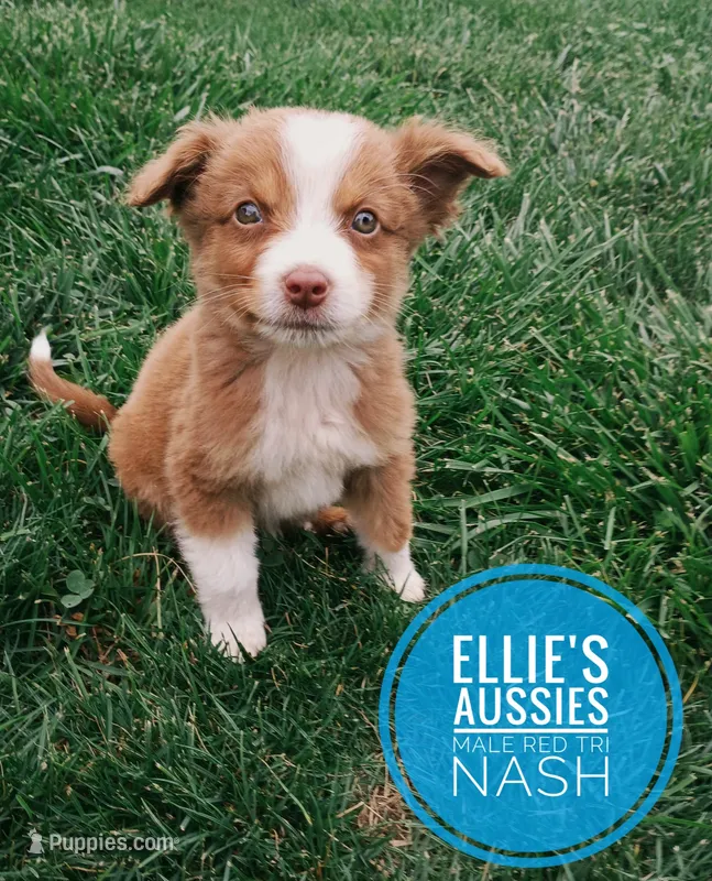 Nash – Miniature Australian Shepherd puppy for sale in Kettle Falls, WA
