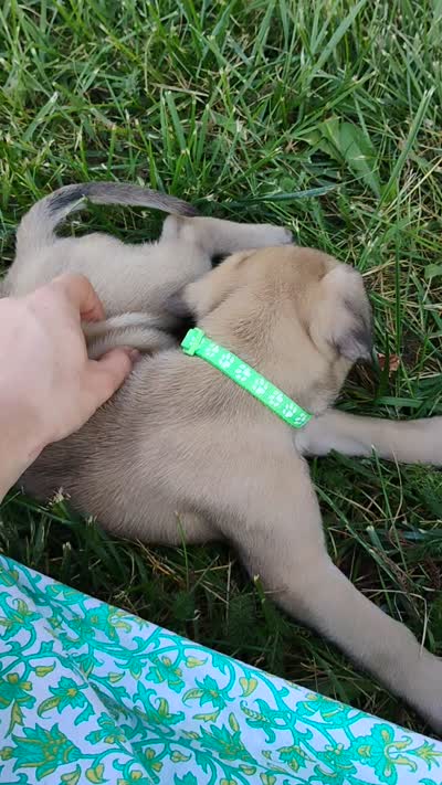 Loper, a male English Mastiff for sale in Kettle Falls, WA – 10 of 10