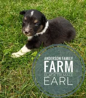 Earl, a male Miniature Australian Shepherd for sale in Kettle Falls, WA – 3 of 6