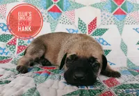 Hank, a male English Mastiff for sale in Kettle Falls, WA – 2 of 8