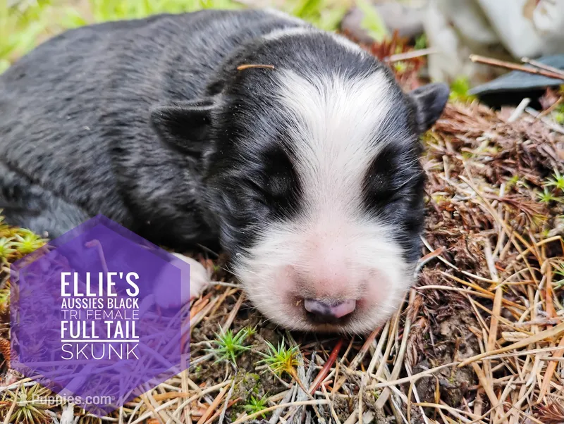 Skunk  – Miniature Australian Shepherd puppy for sale in Kettle Falls, WA