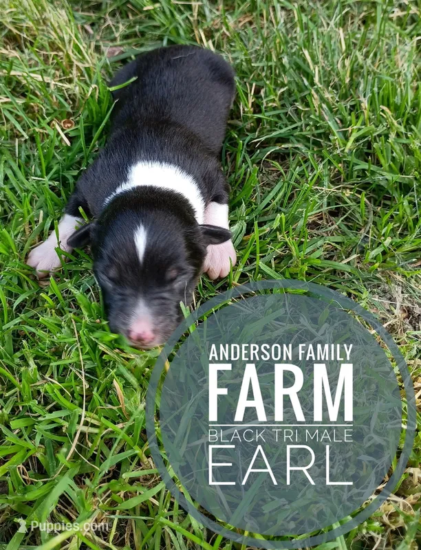 Earl – Miniature Australian Shepherd puppy for sale in Kettle Falls, WA
