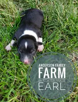 Earl, a male Miniature Australian Shepherd for sale in Kettle Falls, WA – 1 of 3