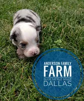 Dallas, a male Miniature Australian Shepherd for sale in Kettle Falls, WA – 7 of 10