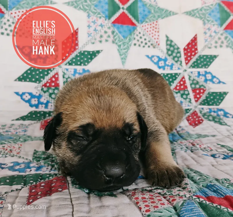 Hank – English Mastiff puppy for sale in Kettle Falls, WA