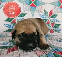 Hank, a male English Mastiff for sale in Kettle Falls, WA – 1 of 8
