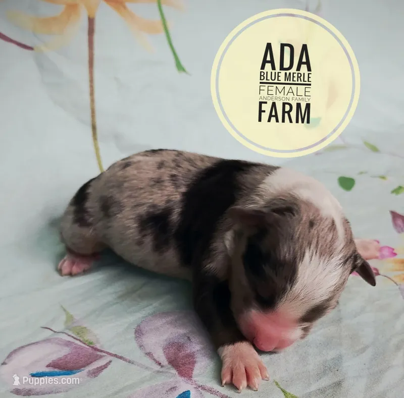 Ada – Miniature Australian Shepherd puppy for sale in Kettle Falls, WA