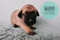 Maggie , a female English Mastiff for sale in Kettle Falls, WA – 5 of 8