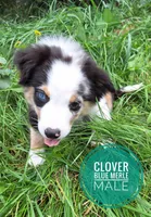 Clover, a male Miniature Australian Shepherd for sale in Kettle Falls, WA – 3 of 4