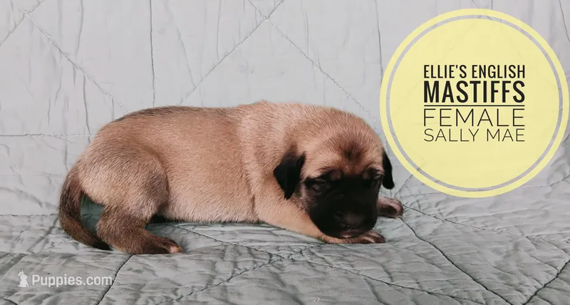 Sally Mae  – English Mastiff puppy for sale in Kettle Falls, WA