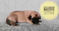 Sally Mae , a female English Mastiff for sale in Kettle Falls, WA – 1 of 7