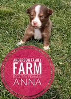 Anna, a female Miniature Australian Shepherd for sale in Kettle Falls, WA – 3 of 6