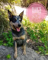 Indy, a female Australian Cattle Dog for sale in Kettle Falls, WA – 3 of 3