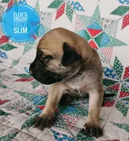 Slim, a male English Mastiff for sale in Kettle Falls, WA – 6 of 9
