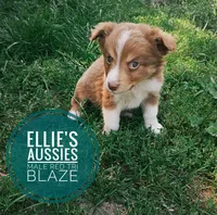 Blaze, a male Miniature Australian Shepherd for sale in Kettle Falls, WA – 2 of 10
