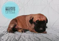 Miss. Scamper , a female English Mastiff for sale in Kettle Falls, WA – 5 of 9
